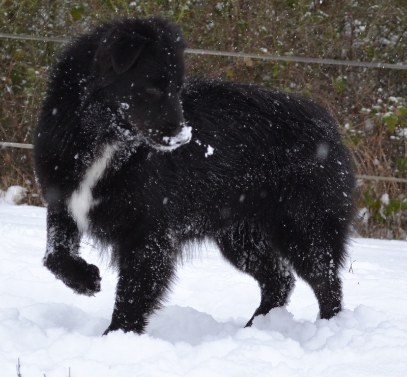 Hogwarts castle dite hestia Of West Mystery