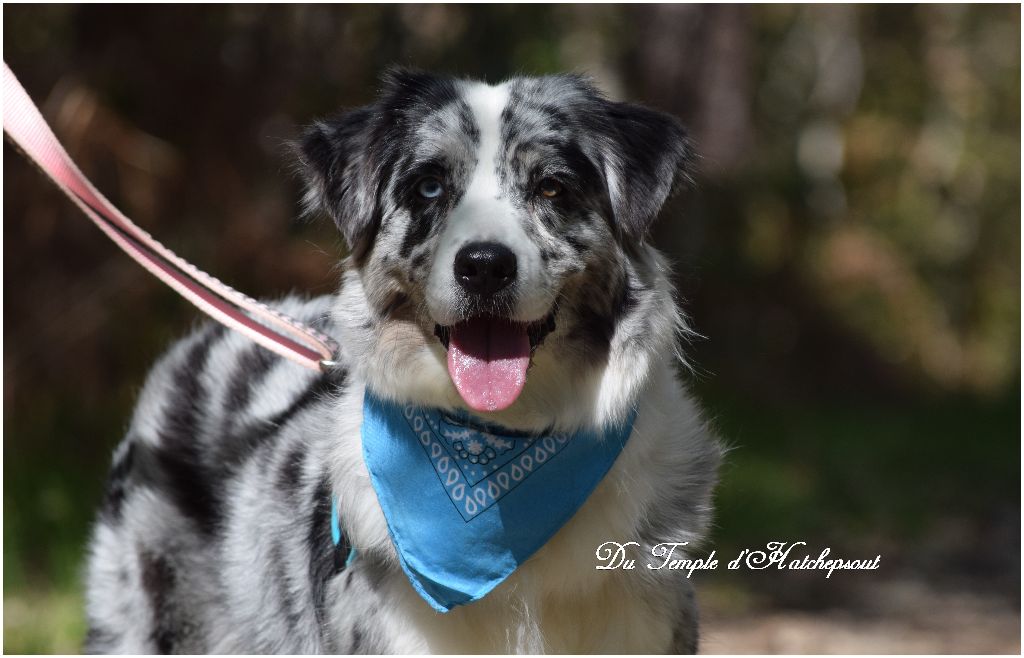 Hall of prophecies Of West Mystery