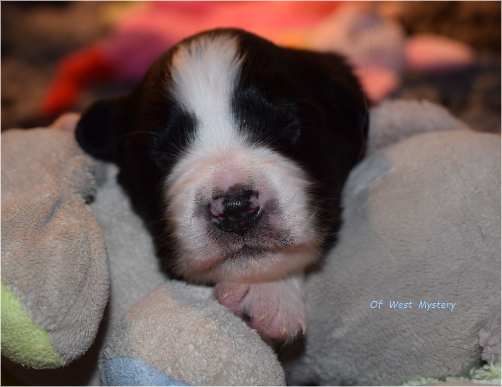 Premières photos des bébés