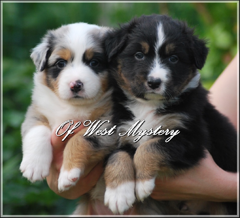 Of West Mystery - Berger Australien - Portée née le 09/05/2015
