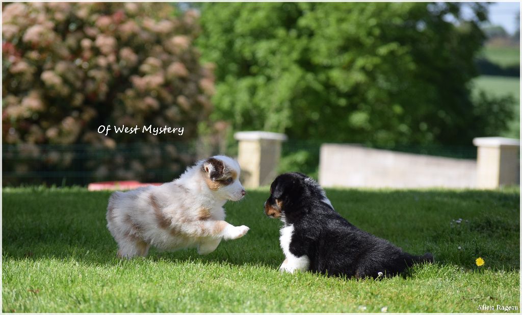Chiot Berger Australien Of West Mystery